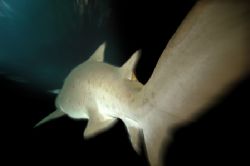 Sand Tiger Shark. Nikon D70 14mm lens by Grant Kennedy 
